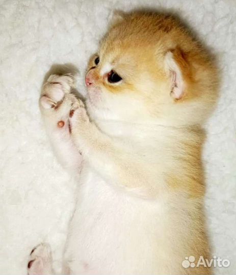 Британские котятки