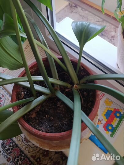 Эухарис амазонская лилия