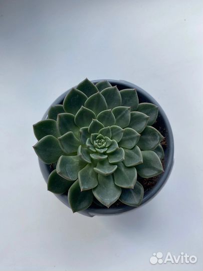 Суккуленты