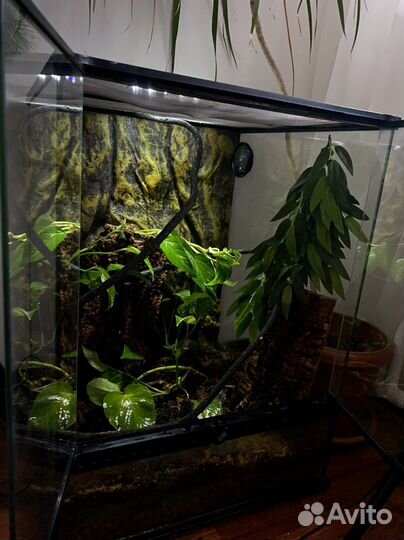 Террариум для рептилий
