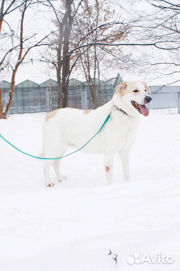 Очаровательная собака в поисках дома