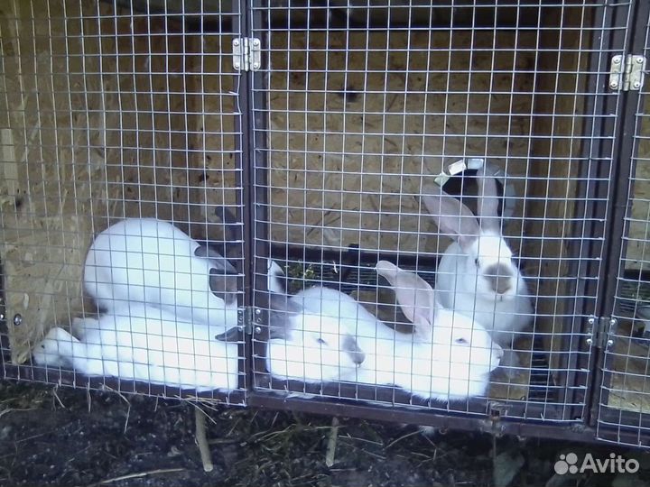 Калифорнийские кролики