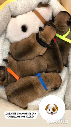 Французский бульдог щенки