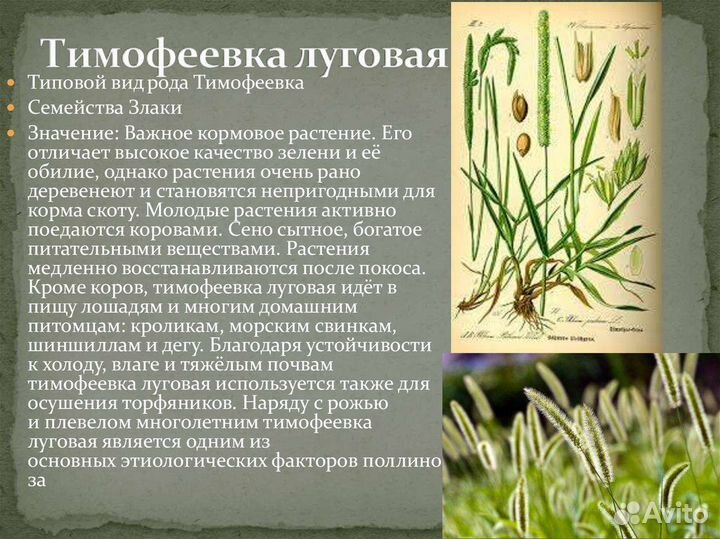 Семена тимофеевки. Оптом от производителя