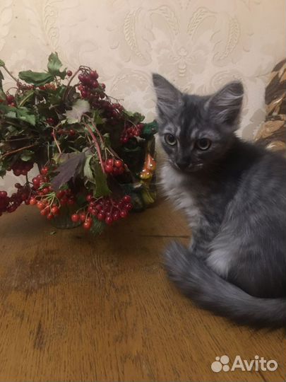 Котенок ищет дом