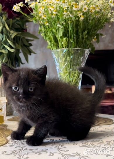 Котенок 2 месяца, мальчик. Отдам в добрые руки