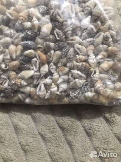 Ракушка декор, грунт