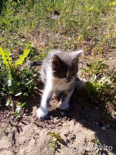 Котята в добрые руки, подбросили на работу