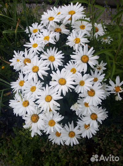 Нивянник крупный(ромашка)