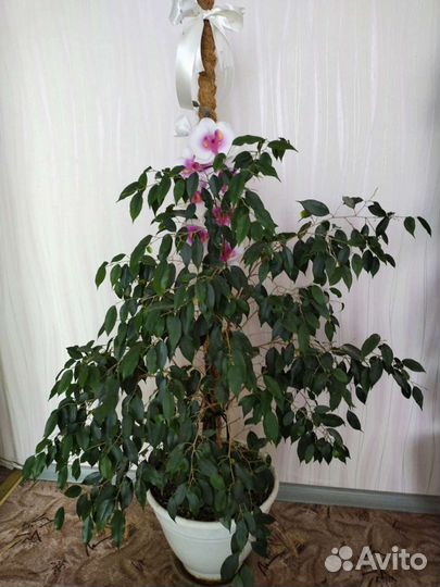 Фикус бенджамина большой