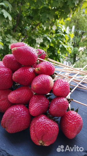 Клубника в бельгийском шоколаде,банан и ягоды