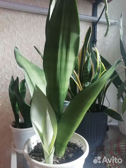 Сансивьерия Муншайн