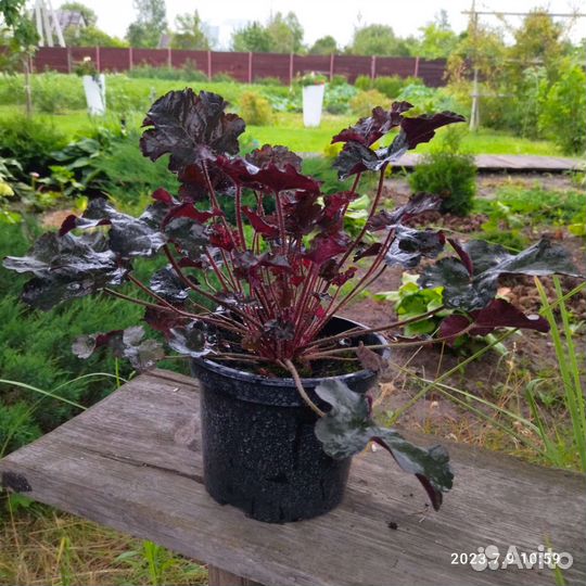 Гейхера гибридная (сорт 'Black Taffeta')