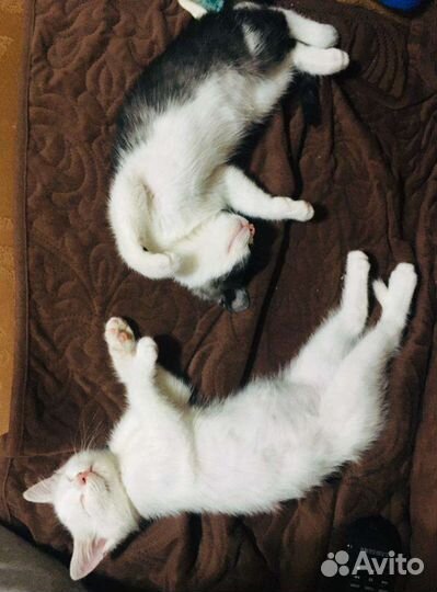 Бронь Белоснежка ищет дом