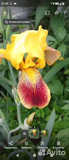 Ирисы бородатые