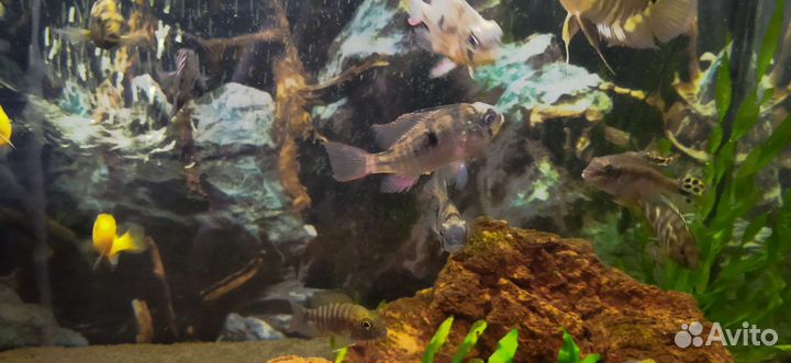 Рыбки для аквариума (цихлиды)