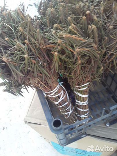 Багульник-для бани