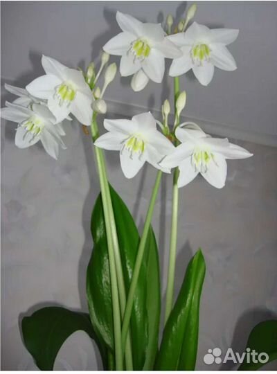 Эухариус(амазонская лилия)