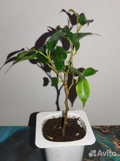 Фикус Наташа