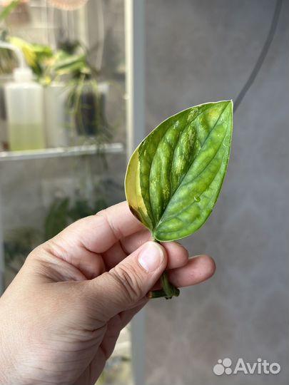 Монстера карстенианум вариегатная