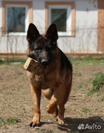 Немецкая овчарка