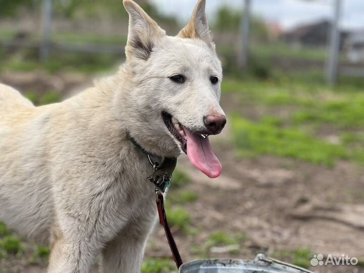 Собака-улыбака ищет дом