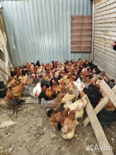 Домашние Несущие Куры, Петухи, Индоутки