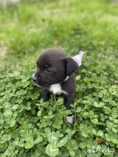 Щенок в добрые руки