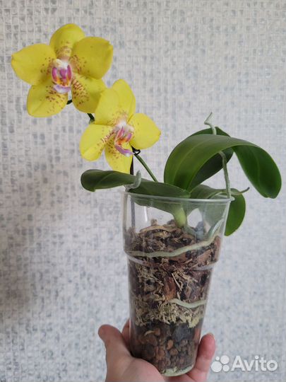 Орхидея фаленопсис желтая