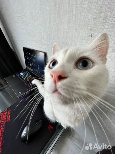 Игровой ноутбук asus rog strix g17