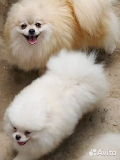 Много красивых шпицов