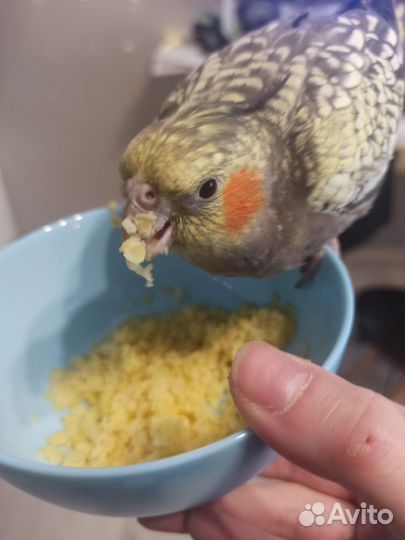 Корелла выкормыш