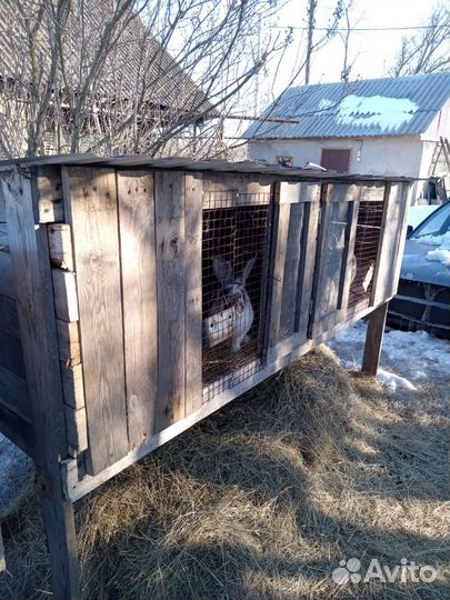 Крольчатники с кроликами