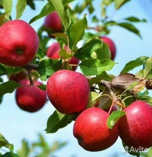 Саженцы яблони Красное раннее