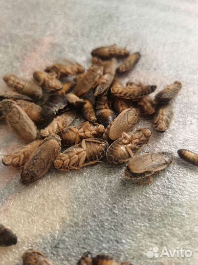 Мраморный таракан (заморозка)