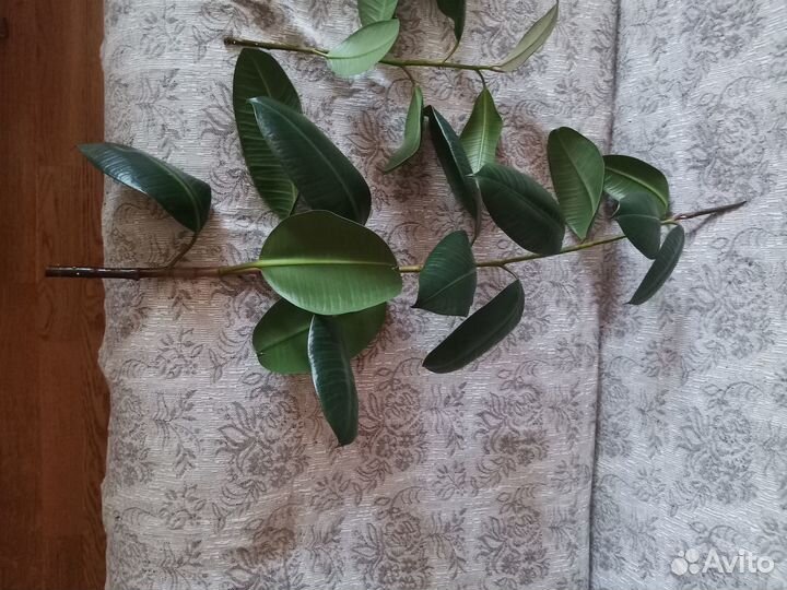 Фикус каучуконосный