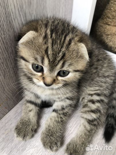 Шотландская золотая шиншилла