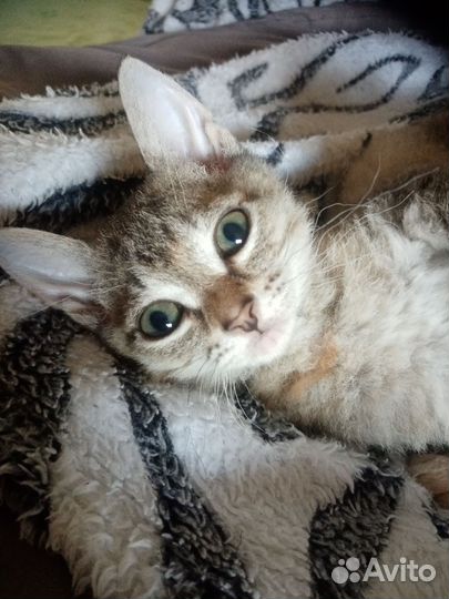 Котёнок от сфинкса