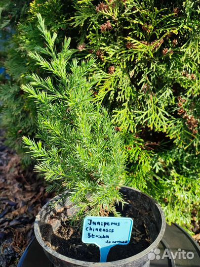 Можжевельники