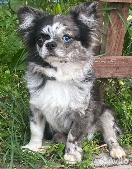 Подросток мерле красавчик