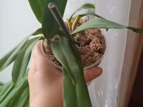 Продам подростка Laelia perrinii