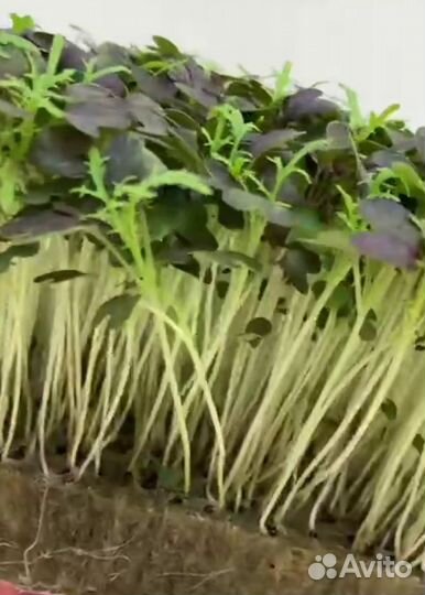 Семена микрозелени Мизуна Красная