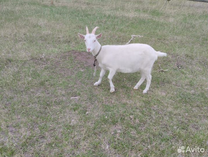 Зааненские козы, козлята, козел