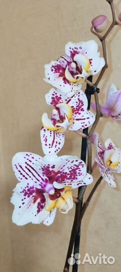 Орхидея