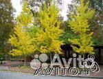 Гинкго двулопастный. Саженец