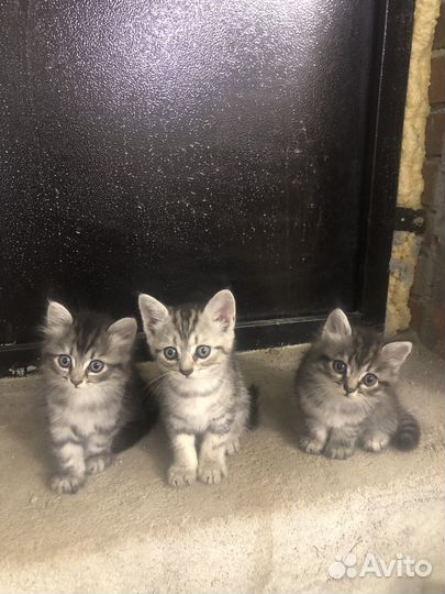 Британские котята