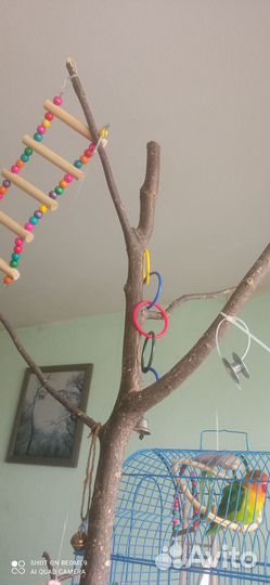 Попугай неразлучны Фишера с клеткой