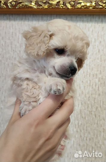 Девочка той-пудель