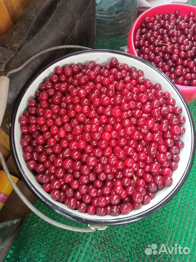 Вишня ягода свежая