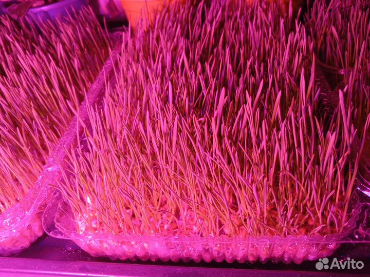 Микрозелень